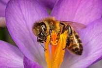 Honey bee (Apis mellifera) feeding on Crocus flower (Crocus vernus) flowering ) in spring, Germany.