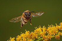 Honey bee (Apis mellifera), in fllight, Germany