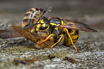 Honey bee (Apis mellifera) being attacked by German wasp (Vespula germanica) near nest entrance, Germany.