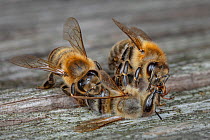 Honey bee (Apis mellifera) worker bees examine a dead worker bee (most likely poisoned by insecticides), Germany.
