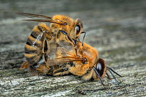 Honey bee (Apis mellifera), worker bee killing drone after mating season, Germany