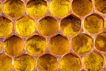 Honey bee (Apis mellifera) honeycomb cells filled with pollen, Germany.