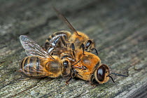 Honey bee (Apis mellifera) workers killing drone after mating season, Germany.