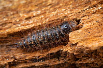 Larder beetle larva (Dermestes lardarius) inside a Honey bee (Apis mellifera) tree bee hive, Poland. These beetles and their larvae scavenge on dead bees.