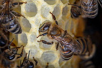 Honey bee (Apis mellifera) workers building honeycombs inside a tree beehive, Germany.