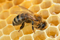 Honey bees (Apis mellifera), drinking honey, Germany