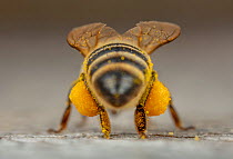 Honey bee (Apis mellifera) with corbicula (pollen sacs) full of pollen, Germany.
