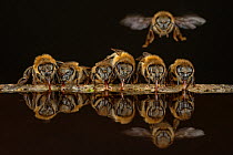Honey bees (Apis mellifera), drinking water on hot summer day, Germany