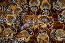 Honey bee (Apis mellifera), queen surrounded by her court, laying eggs on the broodcomb, Germany.