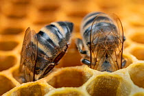 Honey bee (Apis mellifera), worker bees drinking honey, Germany.