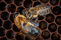 Honey bee (Apis mellifera), worker bee grooming drone, Germany