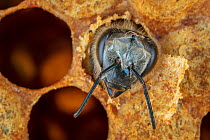 Honey bee (Apis mellifera) hatching out of brood cell, Germany