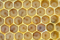 Honey bee (Apis mellifera), larvae in cells of brood comb, Germany