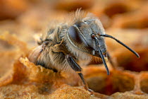 Honey bee (Apis mellifera) hatching out of brood cell, Germany.