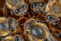 Honey bee (Apis mellifera), queen surrounded by her court on the broodcomb, Germany