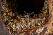 Honey bee (Apis mellifera) workers cleaning the wall around the entrance of a tree hole where they are establishing a colony, Germany.