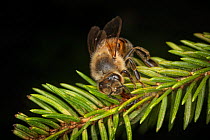 Honey bee (Apis mellifera), feeding on honeydew from aphids on a fir tree which they secrete as they feed on plant sap. Honey bees process it into a dark and strong &#39;forest honey&#39;, Germany.