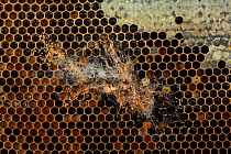 Unoccupied or empty Honey bee (Apis mellifera) combs infested by Lesser wax moth (Achroia grisella) larvae which leave behind silk tunnels and frass as they move through and feed on the honeycomb, Ger...
