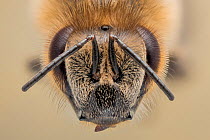 Honey bee (Apis mellifera), close up portrait of worker bee, Germany.