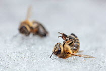 Honey bees (Apis mellifera), dead on late snow, Germany.