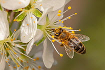 Honey bee (Apis mellifera) brushing past pollen on anthers to feed on Sweet cherry flower (Prunus avium), Germany. April.