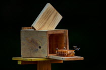 Box with honeycomb filled with sugar water to attract and capture Honey bees (Apis mellifera) for a &#39;bee-lining&#39; experiment, Germany.