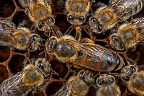 Honey bee (Apis mellifera), queen surrounded by her court, laying eggs in the broodcomb, Germany.