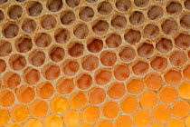Honey bee (Apis mellifera) larvae in cells of brood comb, Germany