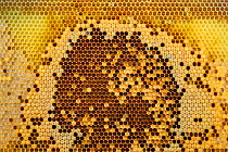 Honey bee (Apis mellifera) combs showing ring of brood and cells filled with pollen and honey, Germany.