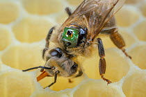 Honey bee (Apis mellifera) with a microchip on the back. It is used by researchers for different experiments to mark the bees and identify them with a scanner, Germany.