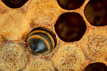 Honey bee (Apis mellifera) worker bee heating brood cell, Germany.