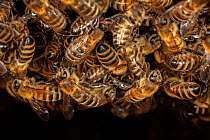 Close up of Honey bees (Apis mellifera) forming &#39;chains&#39; and a &#39;ball&#39; as they form a colony inside the top of their tree hole nest cavity, Germany.