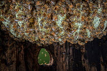 Honey bee (Apis mellifera) colony constructing honeycombs inside a tree hole nest, four weeks&#39; progress, Germany.