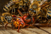 Honey bees (Apis mellifera) attacking a hornet (Vespa crabro). Honeybees survive a 1 degree Celsius higher body temperature than hornets. When they attack the hornet, they cover it, heat their own bod...
