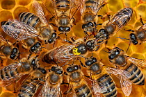 Honey bee (Apis mellifera macedonica), worker bees feeding queen on honeycomb, from Northern Greece, North Macedonia and other places in the Balkans (photo taken at LWG Wuerzburg, Germany).