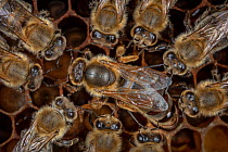 Honey bee (Apis mellifera), queen surrounded by her court, laying eggs on the broodcomb, Germany.