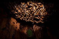 Honey bee (Apis mellifera) constructing the first honeycombs inside the top of their tree hole nest cavity, Germany.