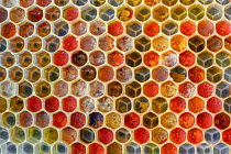 Honeycomb cells from honey bee (Apis mellifera) filled with colorful pollen from different flowers, Germany