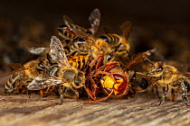 Honey bees (Apis mellifera) attacking a hornet (Vespa crabro). Honeybees survive a 1 degree Celsius higher body temperature than hornets. When they attack a hornet, they cover it, heat their own bodie...