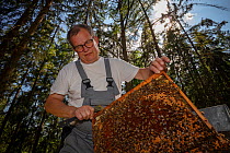 Honey bee (Apis mellifera), beekeeper Christoph Koch checking his beehives in the forest, Germany. June.