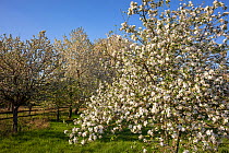 Sweet Cherry (Prunus avium) trees flowering in spring, Germany. April.