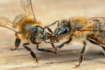 Honey bees (Apis mellifera), workers transferring food, Germany.