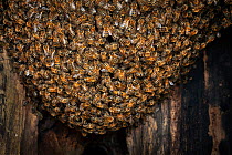 Close up of Honey bees (Apis mellifera) forming &#39;chains&#39; and a &#39;ball&#39; at the top of their tree hole nest as they establish a colony, Germany. May.