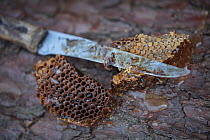 Honey bee (Apis mellifera) Tree Beekeeping - freshly harvested honey. Tree hive beekeeping is a traditional practice that goes back 1000 years, Poland.