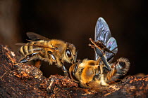 Honey bee (Apis mellifera) worker bee killing drone in late summer, Germany.