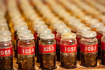 Honey bee (Apis mellifera), collection of specimens of different honey bee breeds in labelled bottles, Bee Institute Oberursel, Germany.