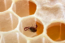 Pseudoscorpion (Chelifer sp.) inside a honeycomb cell, living together with Honey bees (Apis mellifera) in bee hive, Germany. August. Controlled conditions. These tiny arachnids feed on tracheal mites...