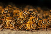 Honey bee (Apis mellifera) defensive position, preparing to fend off a Hornet (Vespa crabro) attack, Germany. July.