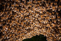 Honey bees (Apis mellifera) sitting close together on honeycombs to protect and heat the hive at night, Germany. June.