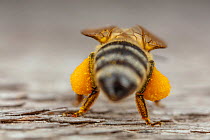 Rear view of a Honey bee (Apis mellifera), with corbicula (pollen sacs) full of pollen, Germany. May.